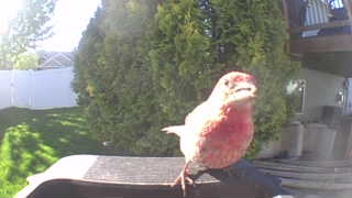 house finch