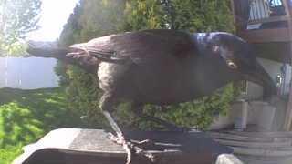 common grackle