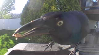 common grackle