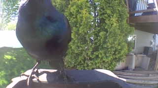 common grackle
