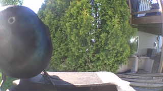 rock pigeon