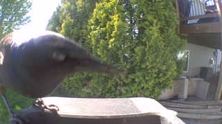 ruby-throated hummingbird