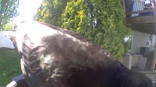 juvenile bald eagle