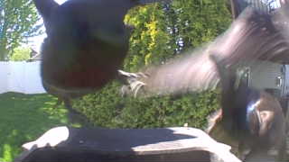 american robin