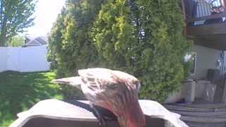 house finch