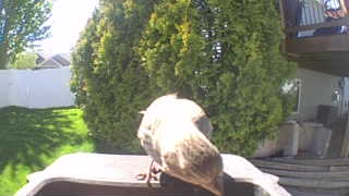 house sparrow
