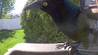 common grackle