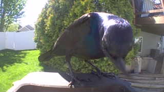 common grackle