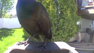 rock pigeon