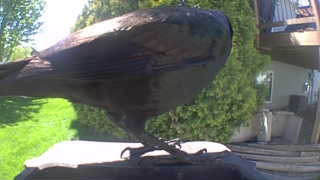 american crow