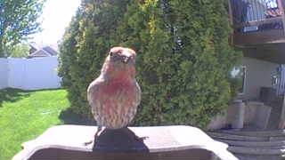 house finch