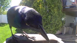 common grackle