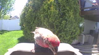 house finch
