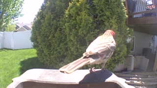 house finch