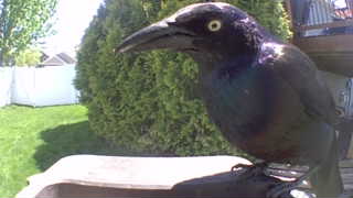 common grackle