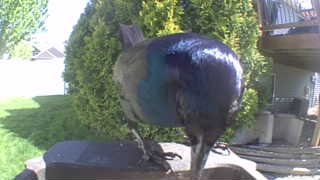 common grackle