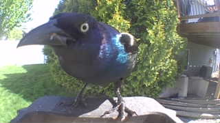 common grackle