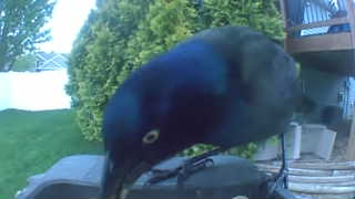 common grackle