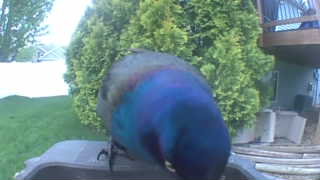 common grackle