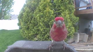 house finch