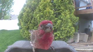 purple finch