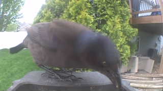 common grackle