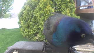 common grackle