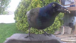 common grackle
