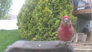 house finch