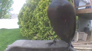 american crow