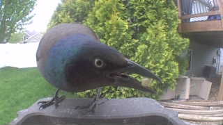 common grackle