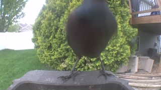 common grackle