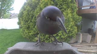 common grackle