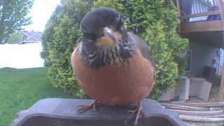 american robin