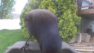 american crow