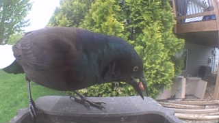 common grackle