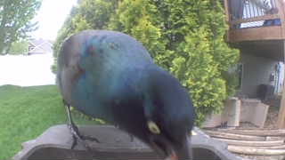 common grackle