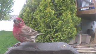 house finch