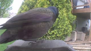 common grackle