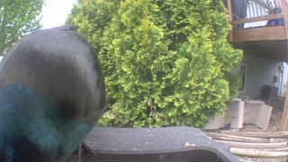 common grackle