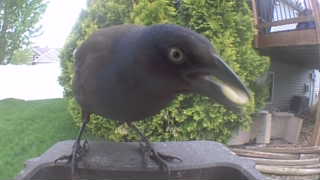 common grackle