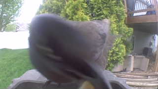 american robin