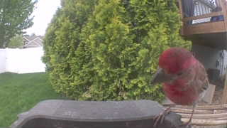 house finch