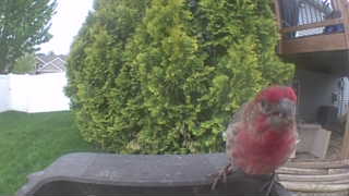 purple finch