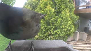 common grackle