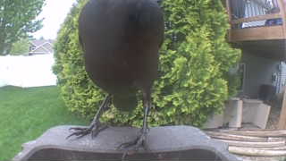 american crow