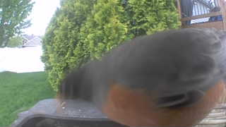american robin