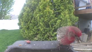 house finch