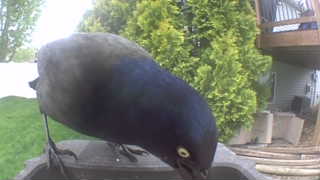 common grackle