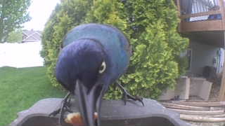 common grackle